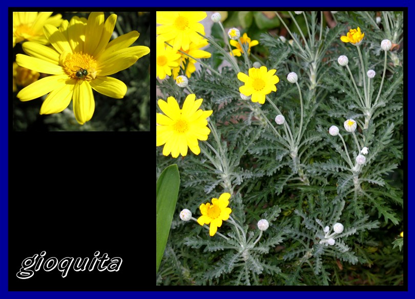 Euryops pectinatus