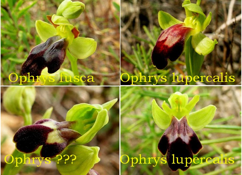 Ophrys fusca s.l. / (cosa ne pensate?)