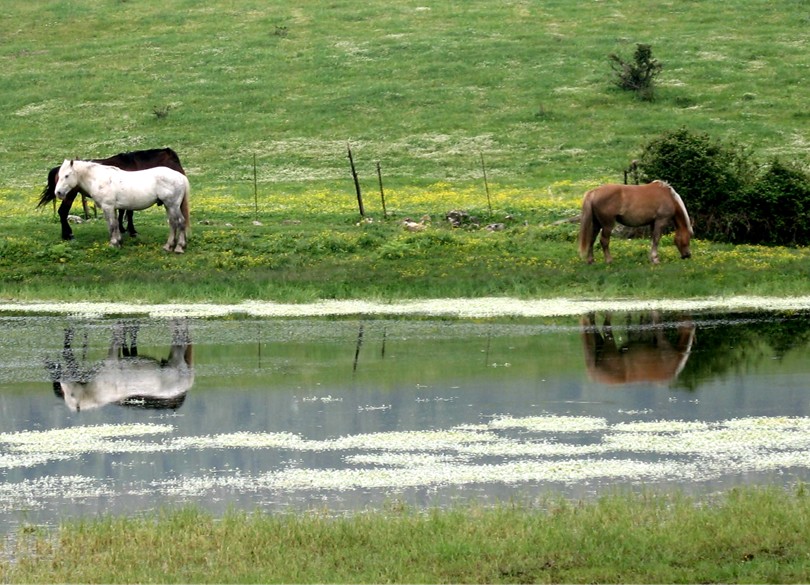 Riflessi nell''acqua