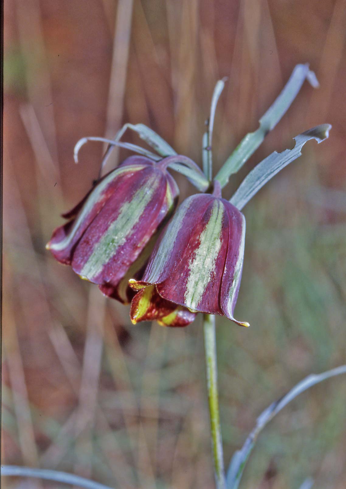 Fritillaria graeca / Frillaria greca