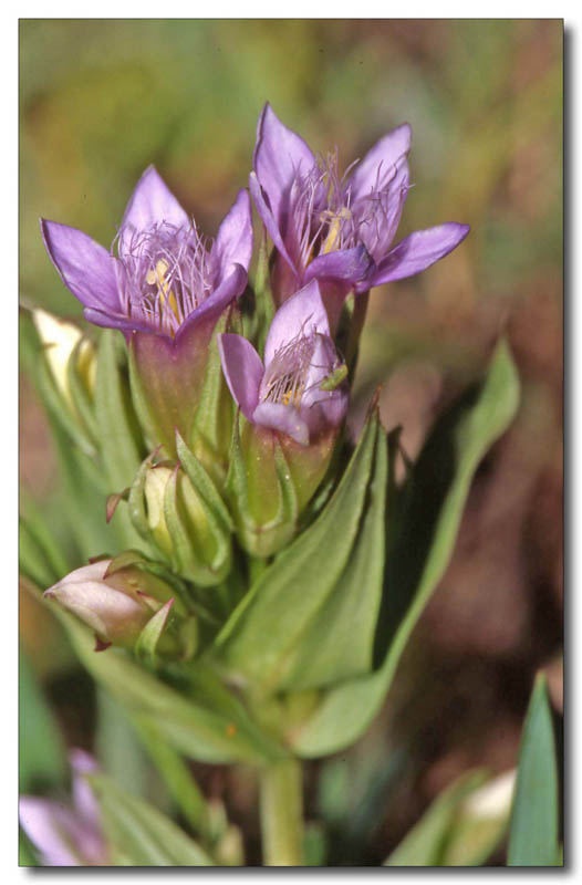 Gentianella ramosa / Genzianella ramosa