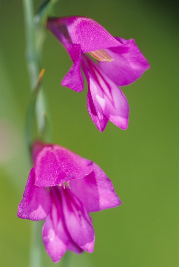 Gladiolus palustris / Gladiolo di palude