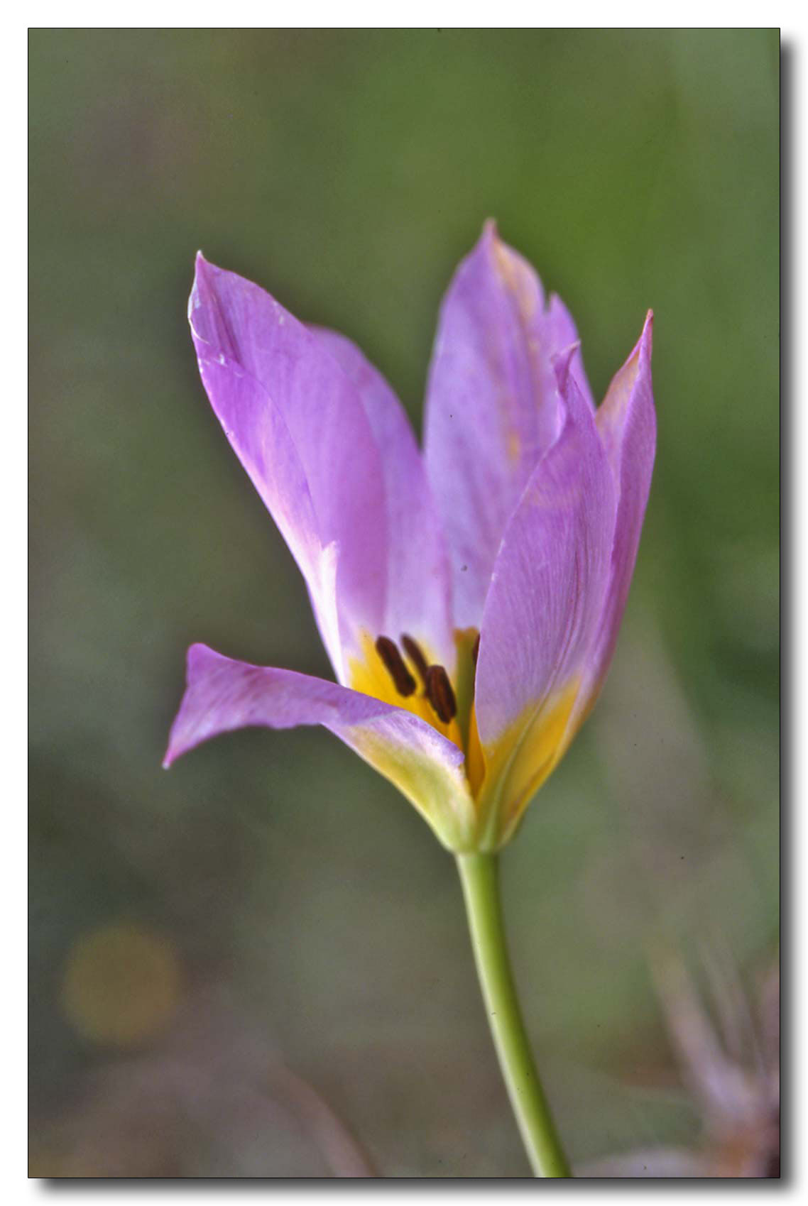 Tulipa saxatilis / Tulipano cretese