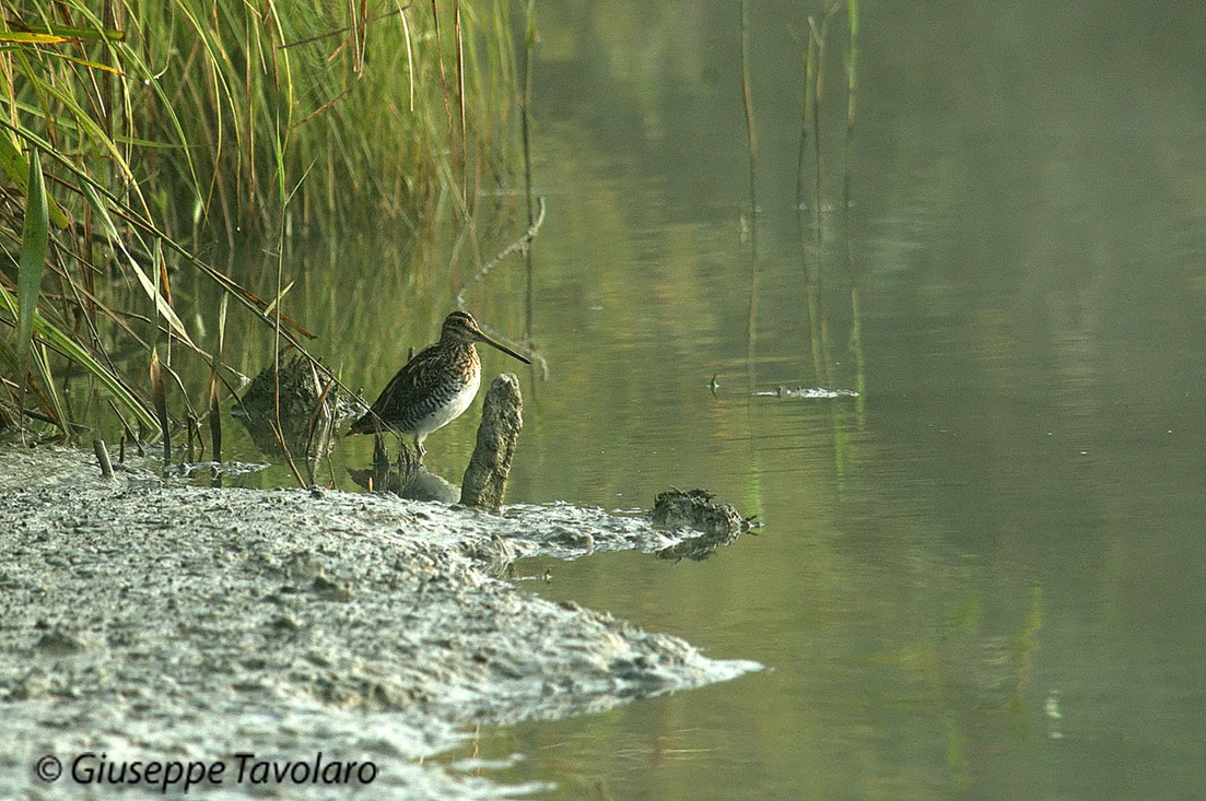 Beccaccino (Gallinago gallinago)