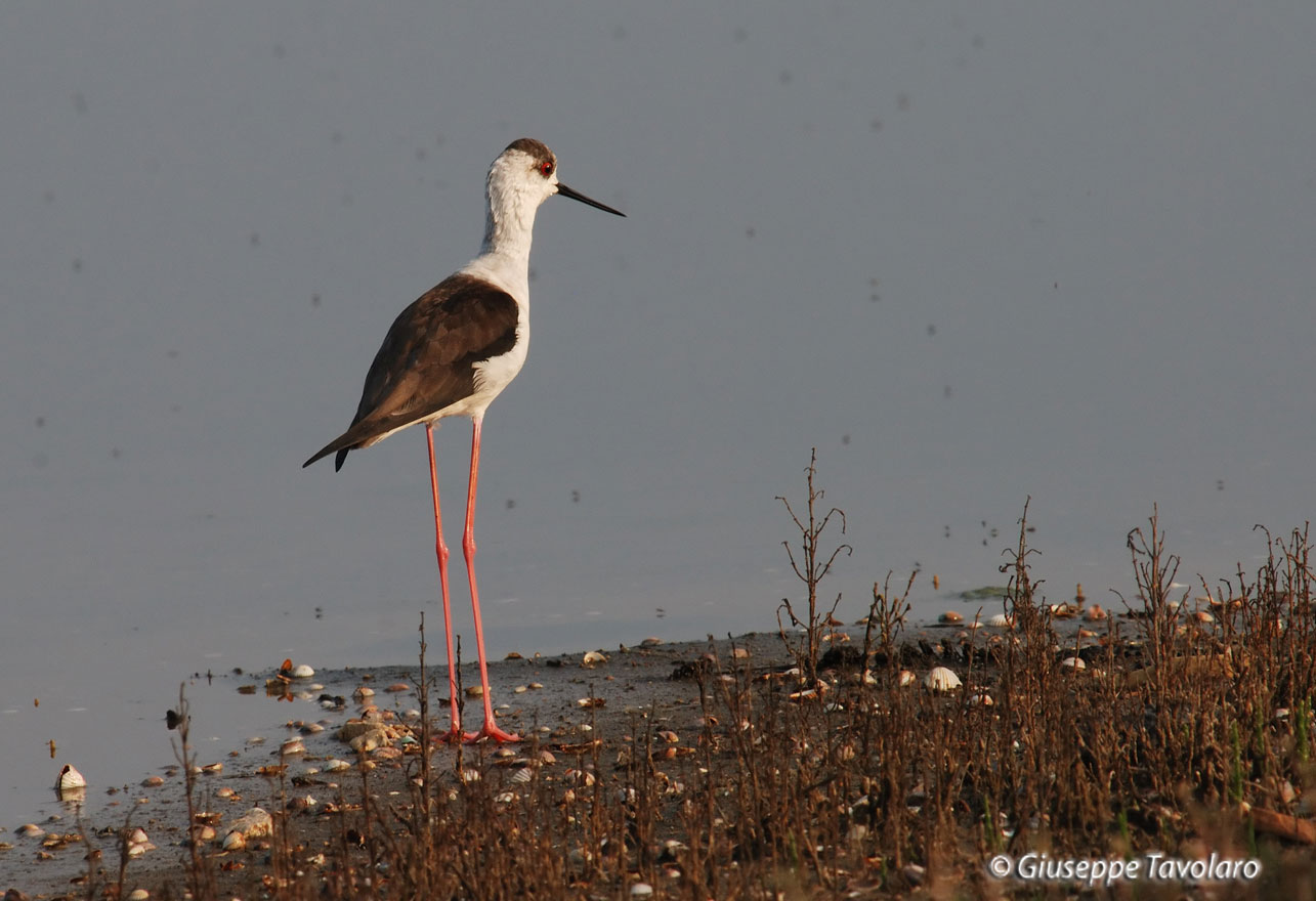 Cavaliere d'' Italia - Himantopus himantopus