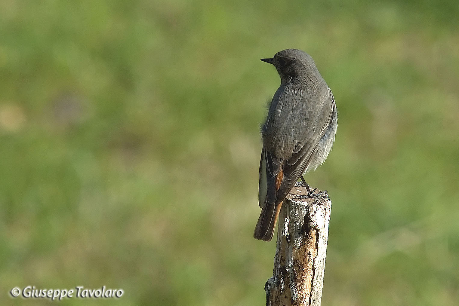 Codirosso spazzacamino (Phoenicurus ochruros).