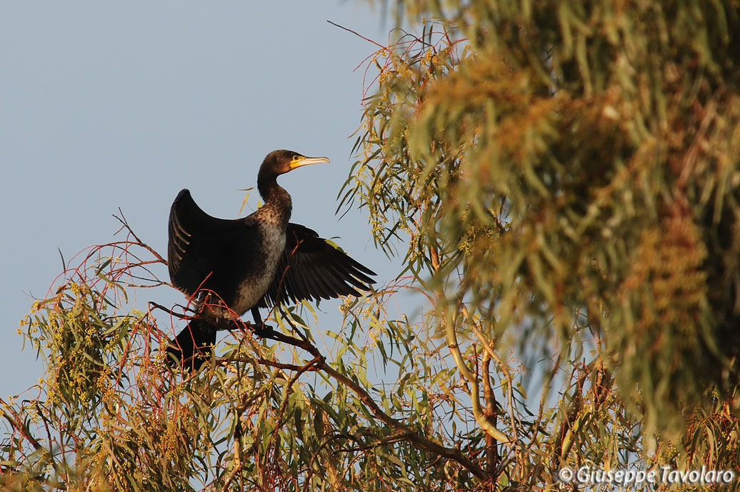 Cormorano.