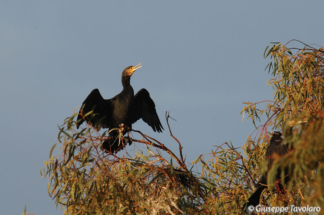 Cormorano.