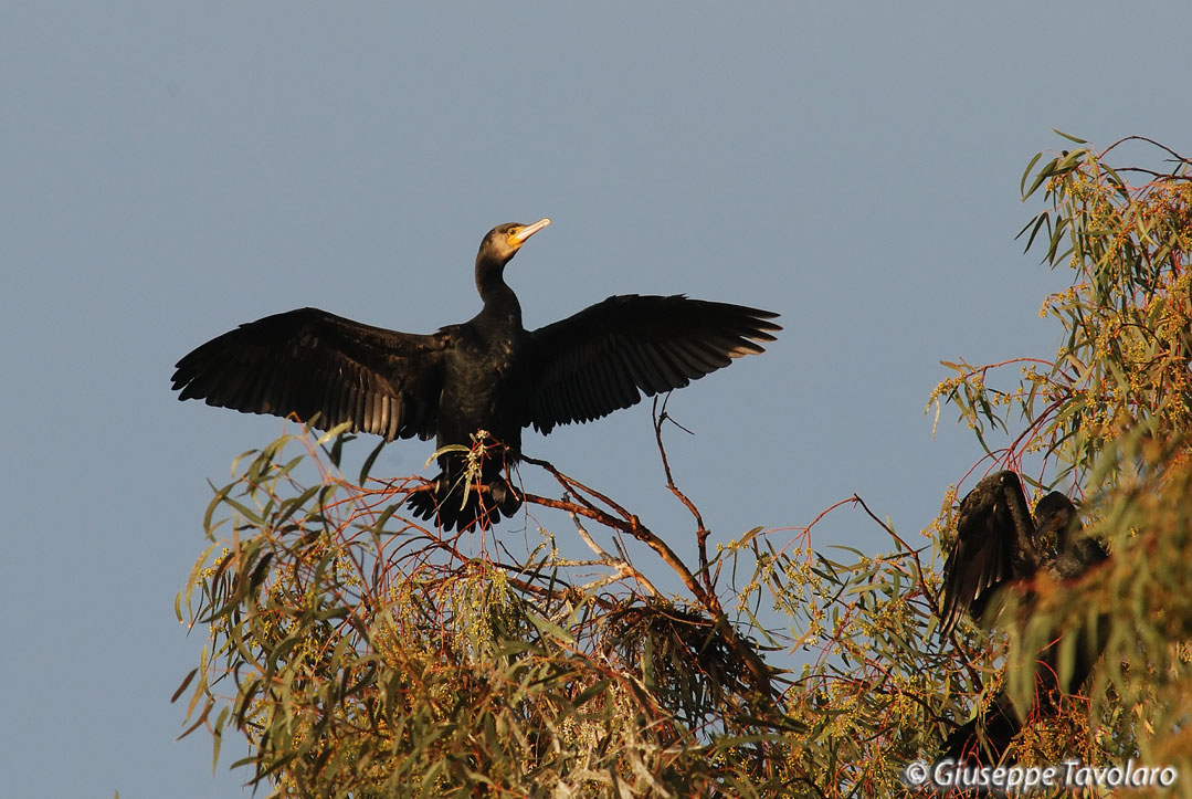 Cormorano.