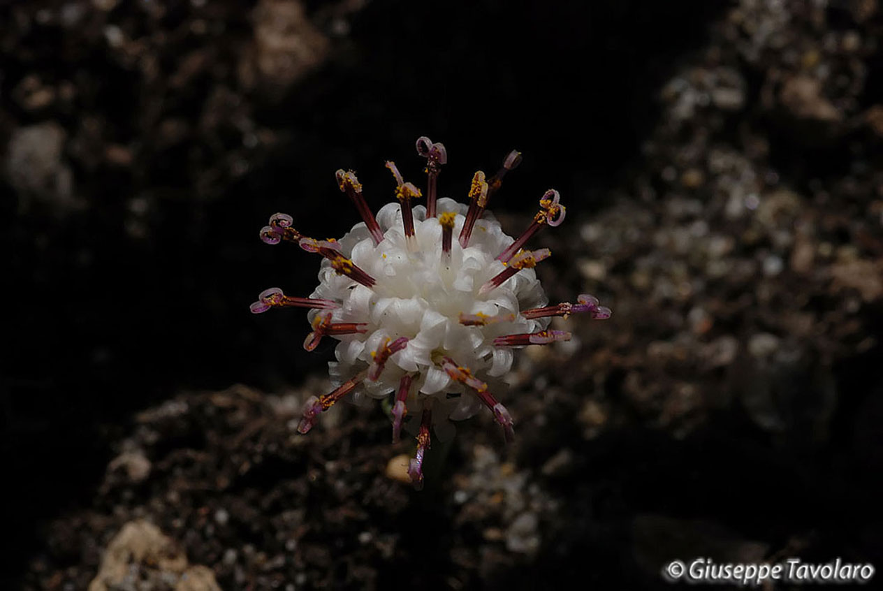 Fiore di pianta grassa- Senecio Rowleyanus