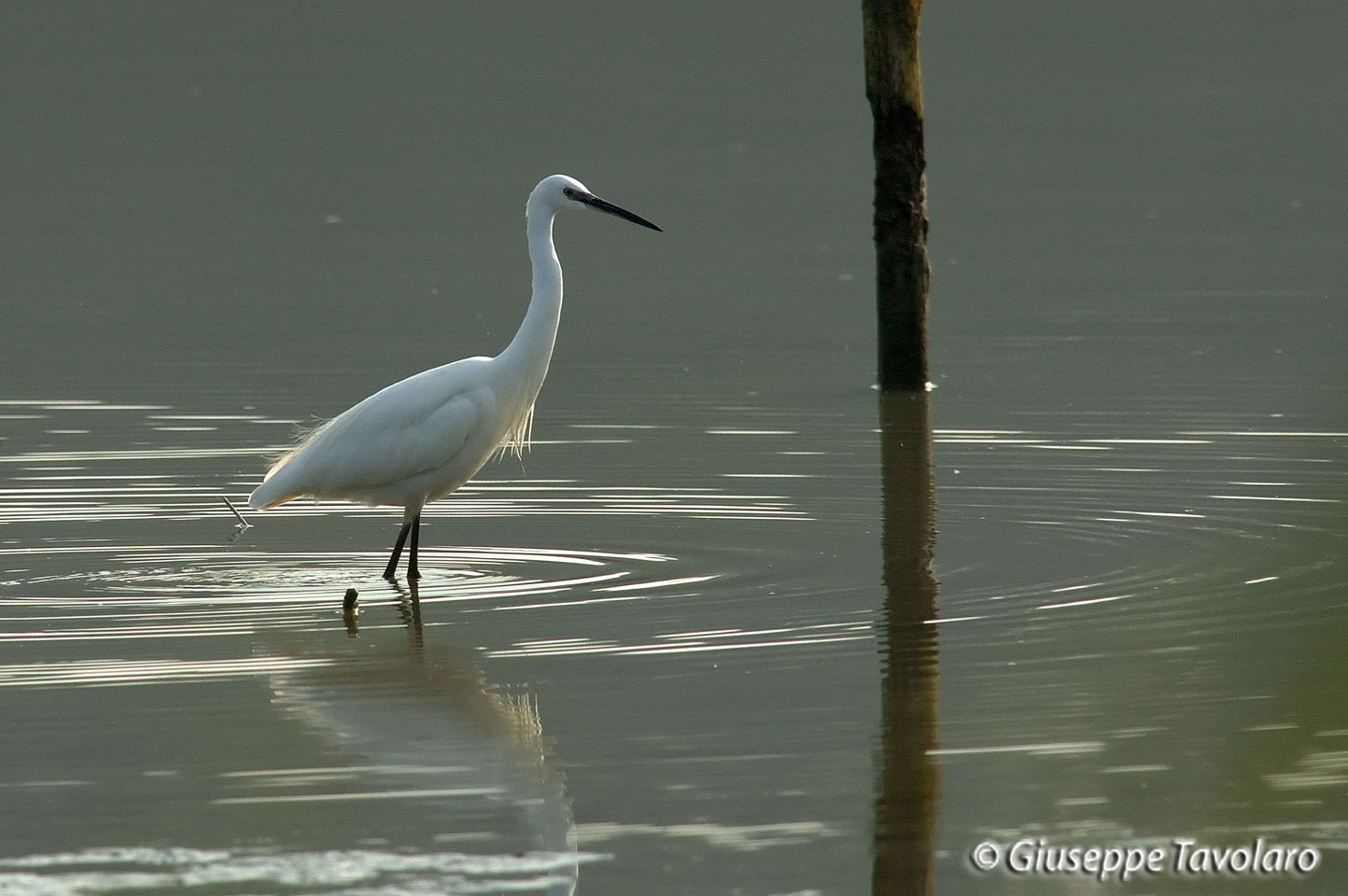 Garzetta (Egretta garzetta).