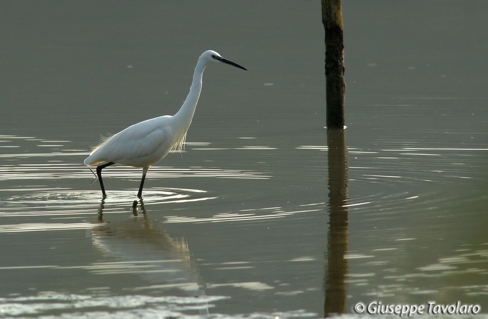 Garzetta (Egretta garzetta).