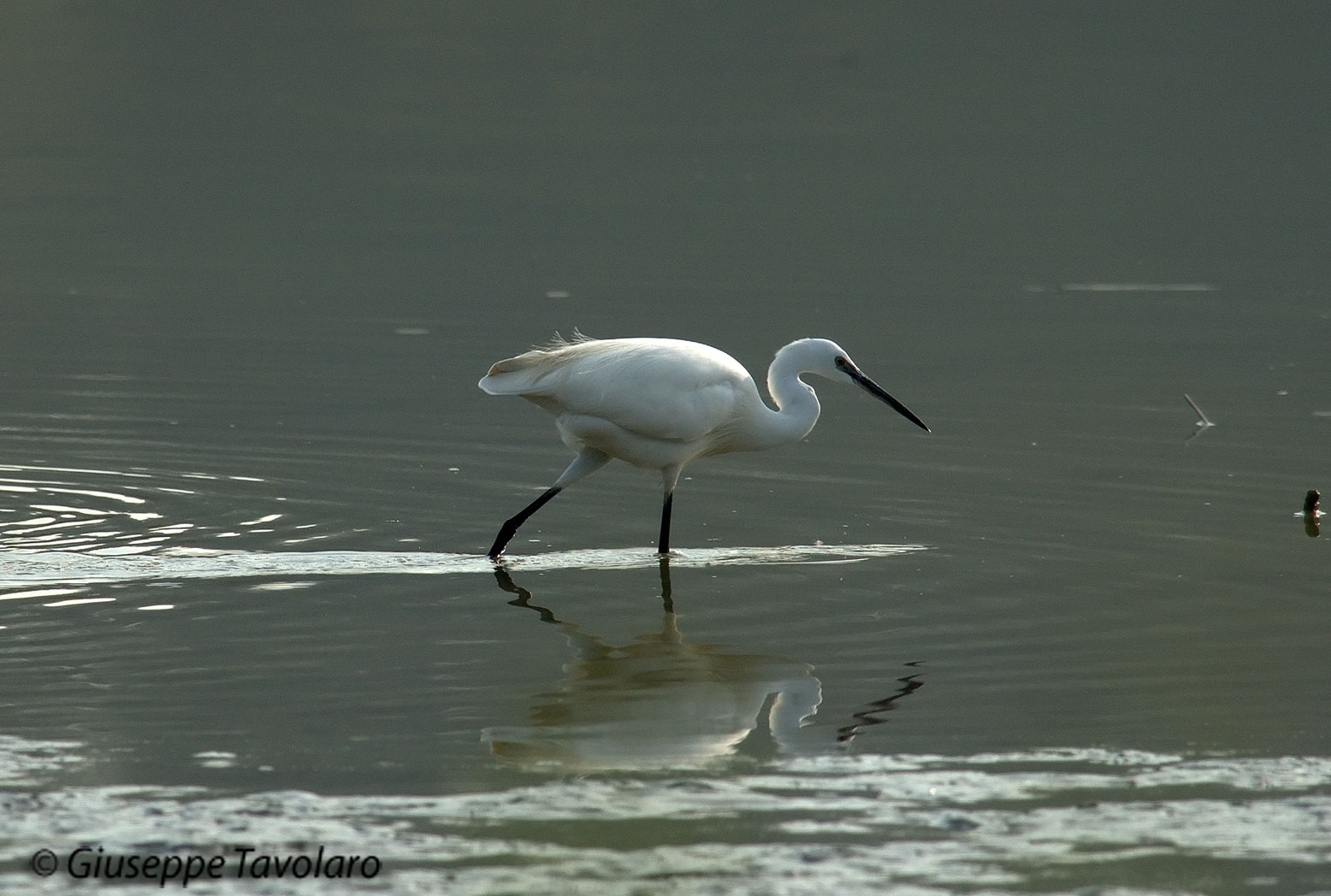 Garzetta (Egretta garzetta).