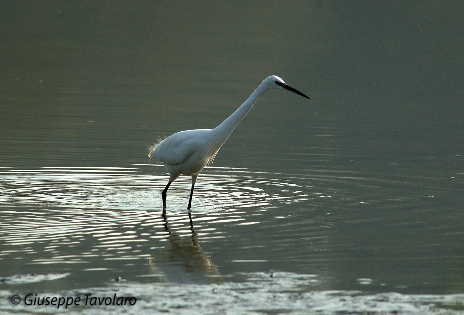 Garzetta (Egretta garzetta).