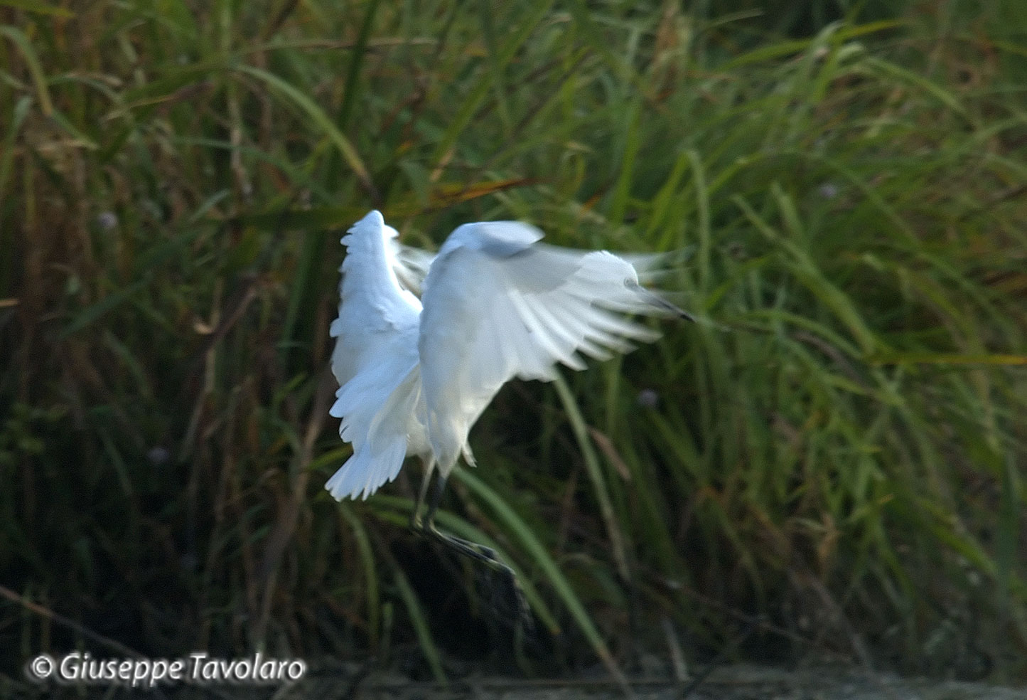 Garzetta (Egretta garzetta).