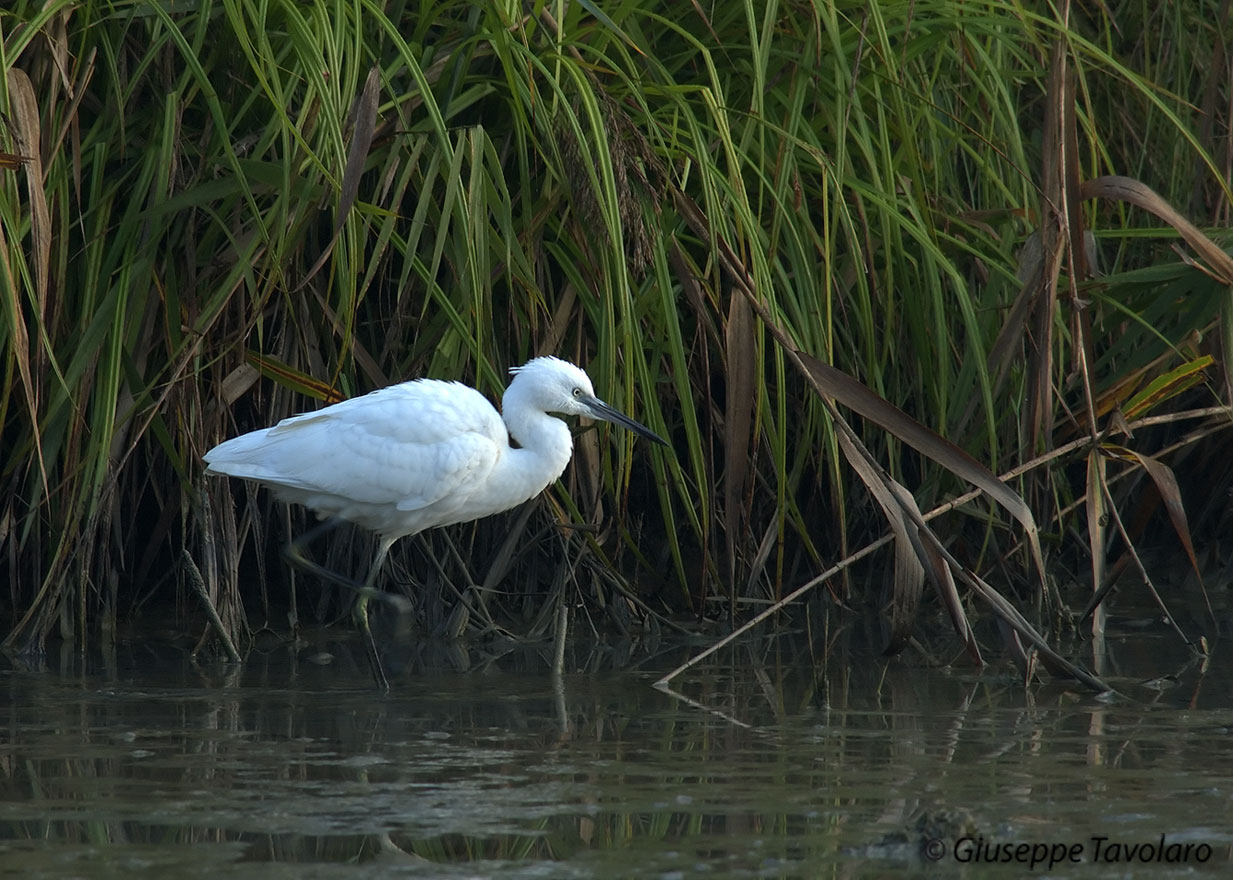 Garzetta (Egretta garzetta).