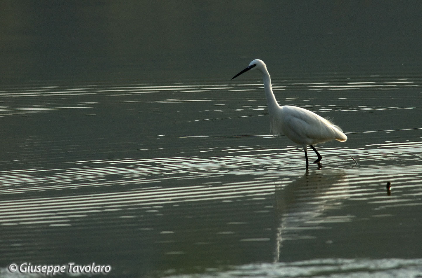 Garzetta (Egretta garzetta).