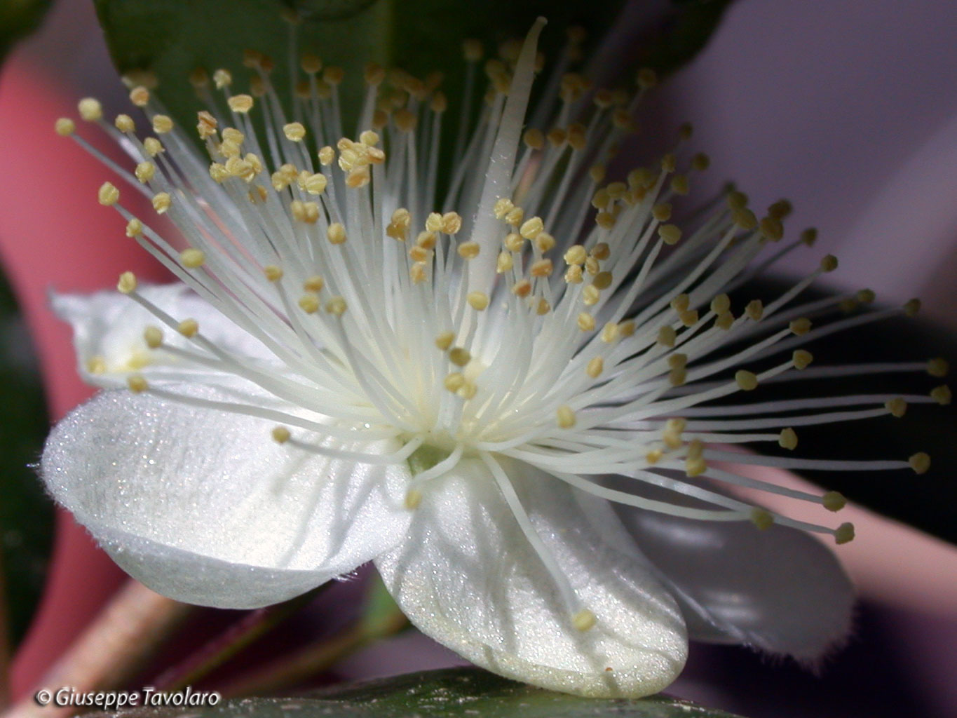 Fiore di mirto.