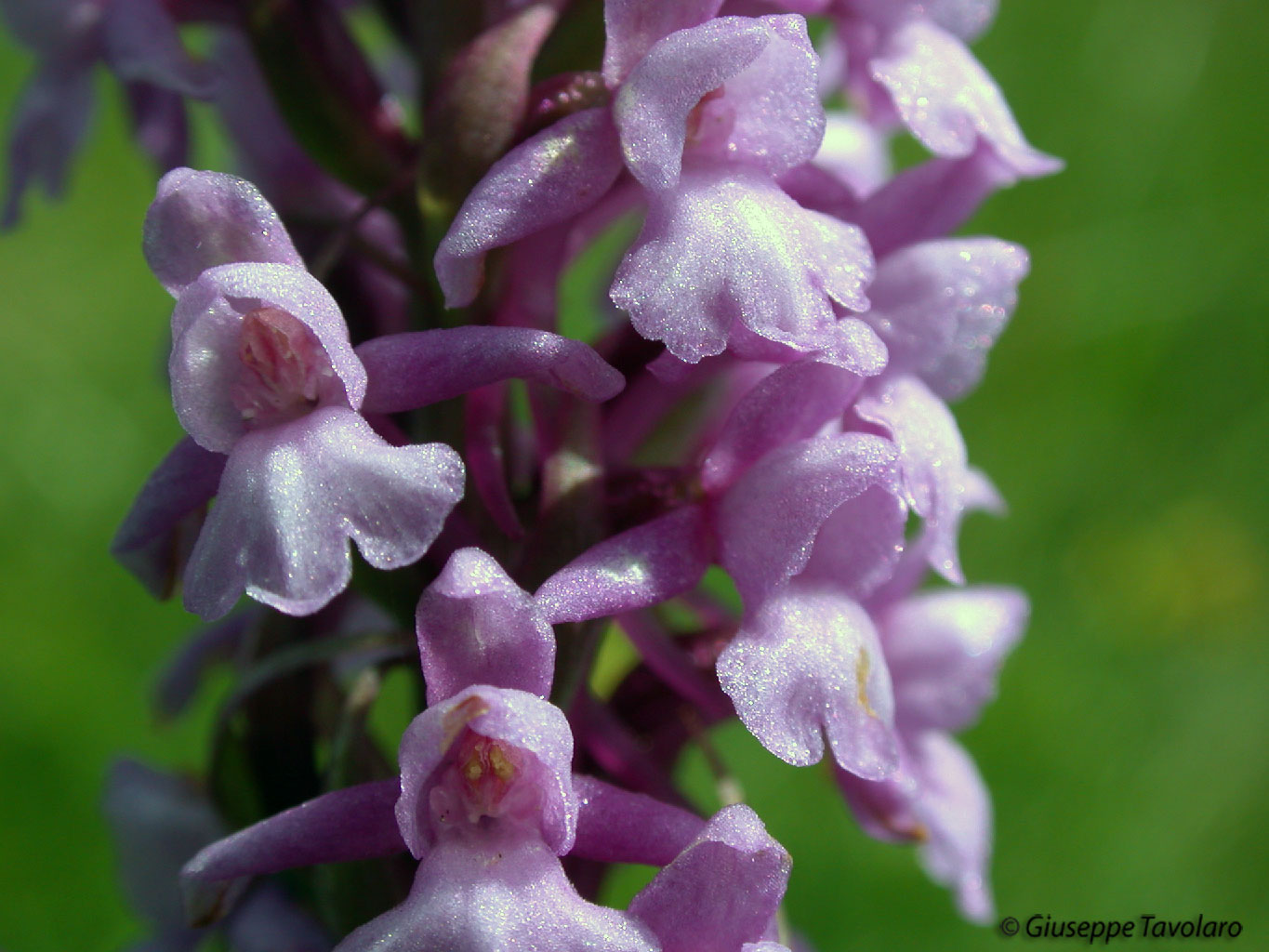 Dactylorhiza fuchsii & ibrido G. conopsea x N. nigra