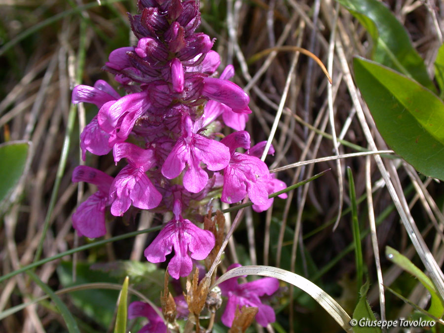 Dactylorhiza fuchsii & ibrido G. conopsea x N. nigra