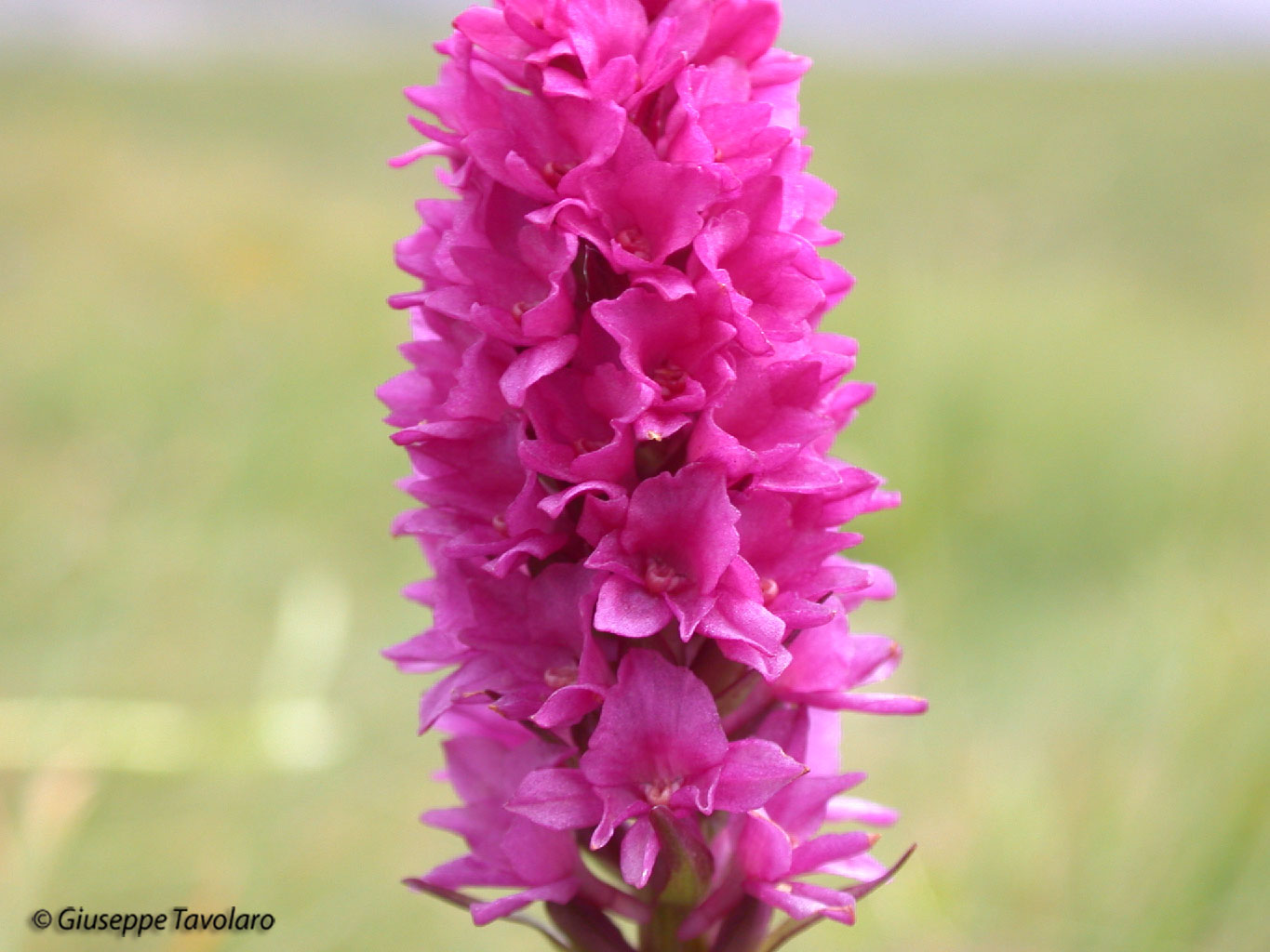 Dactylorhiza fuchsii & ibrido G. conopsea x N. nigra