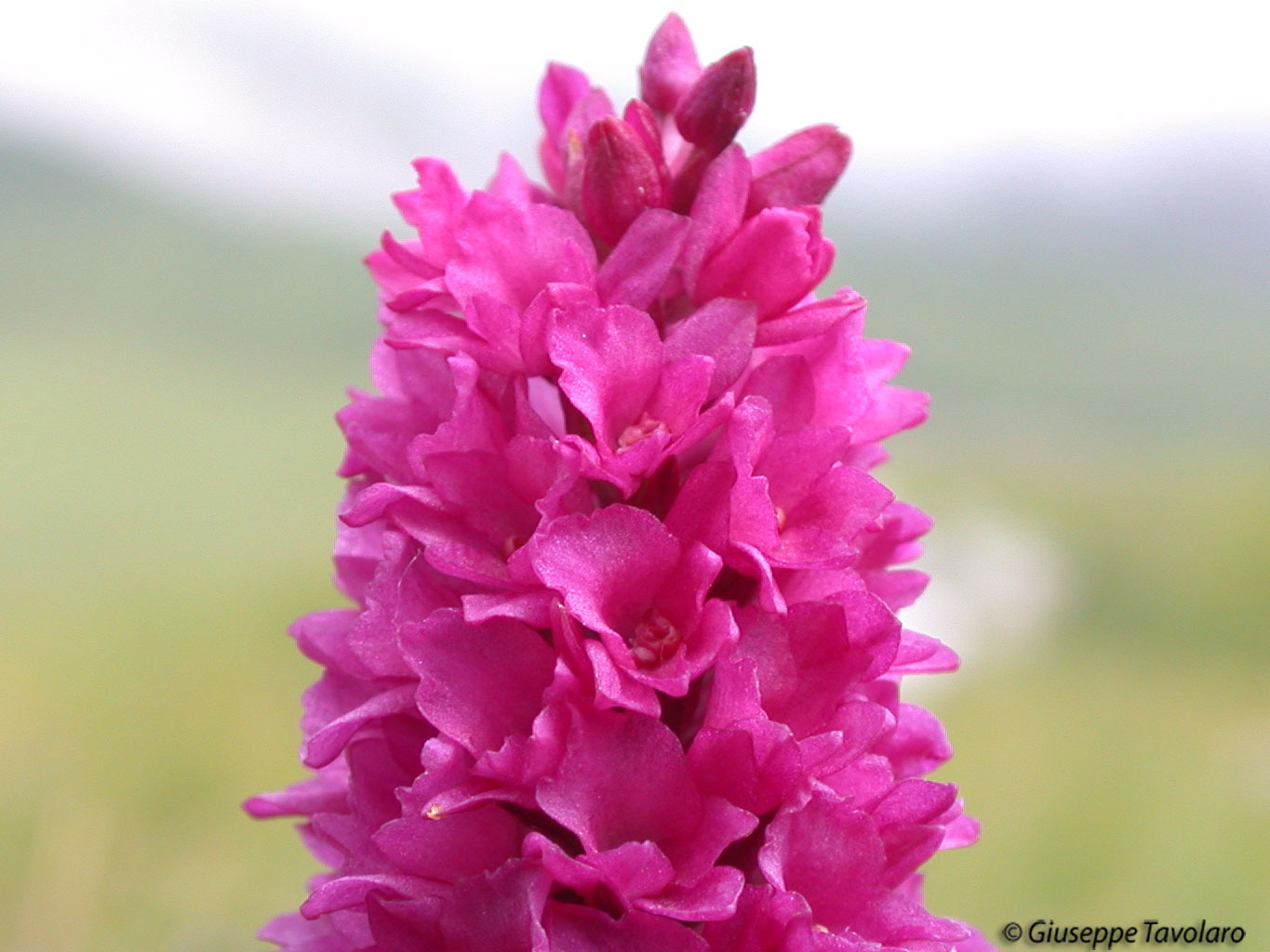 Dactylorhiza fuchsii & ibrido G. conopsea x N. nigra