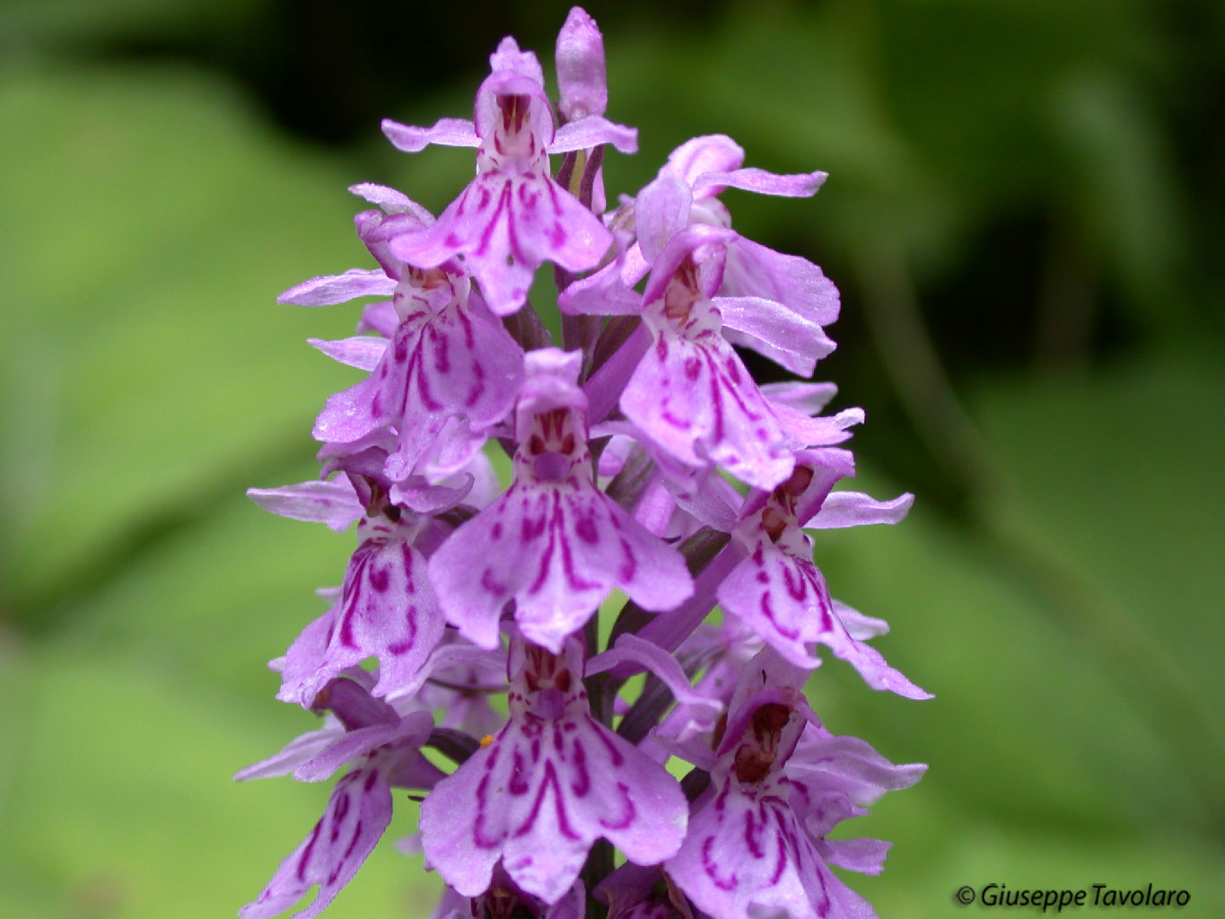 Dactylorhiza fuchsii & ibrido G. conopsea x N. nigra