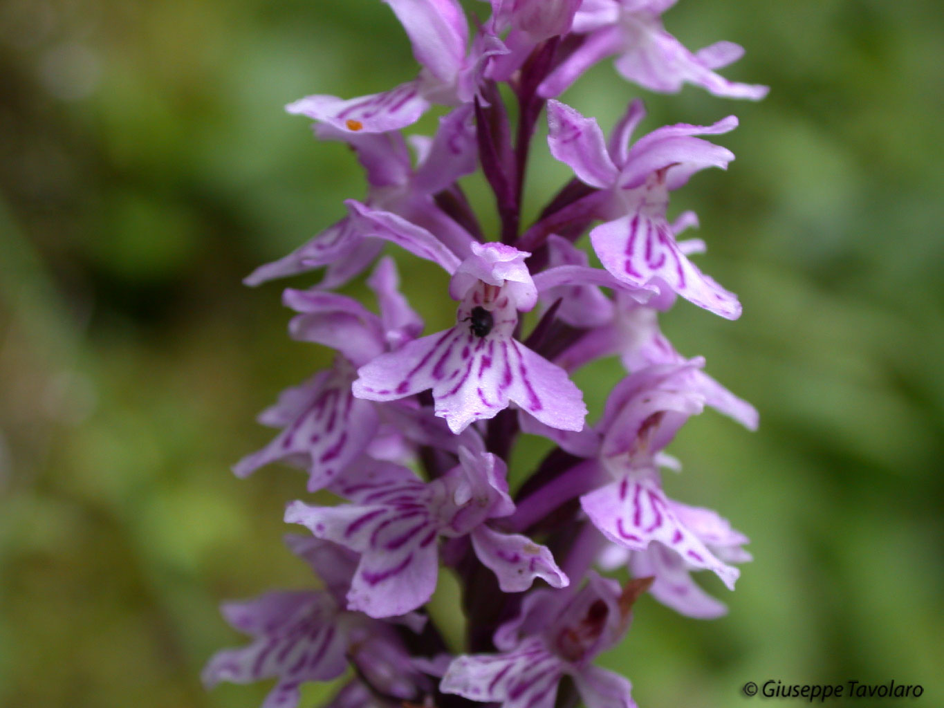 Dactylorhiza fuchsii & ibrido G. conopsea x N. nigra