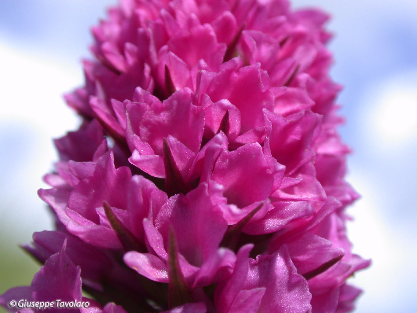 Dactylorhiza fuchsii & ibrido G. conopsea x N. nigra