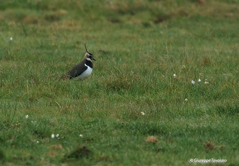 Pavoncella (Vanellus vanellus).