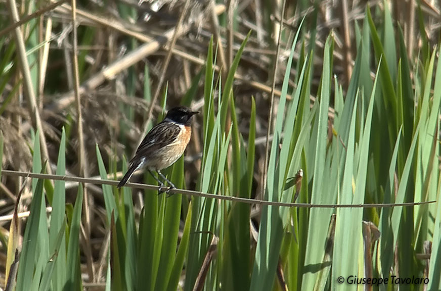 Saltimpalo (Saxicola rubicola):