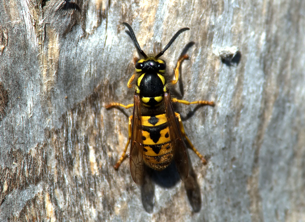 Vespula germanica