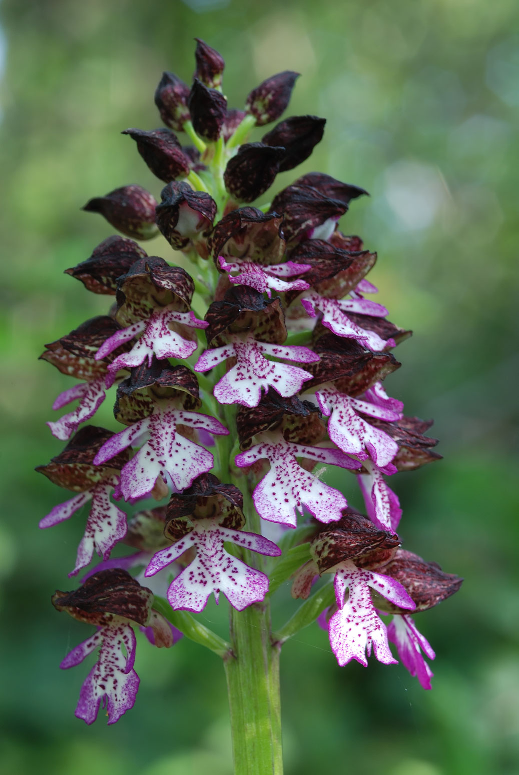 Orchis purpurea