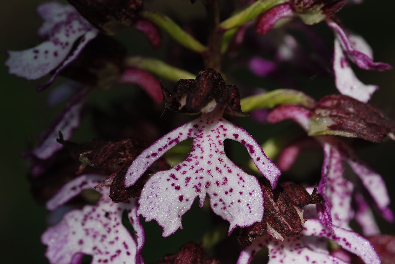 Orchis purpurea