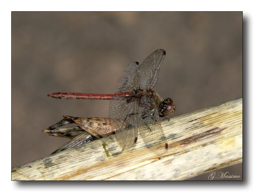 libellula