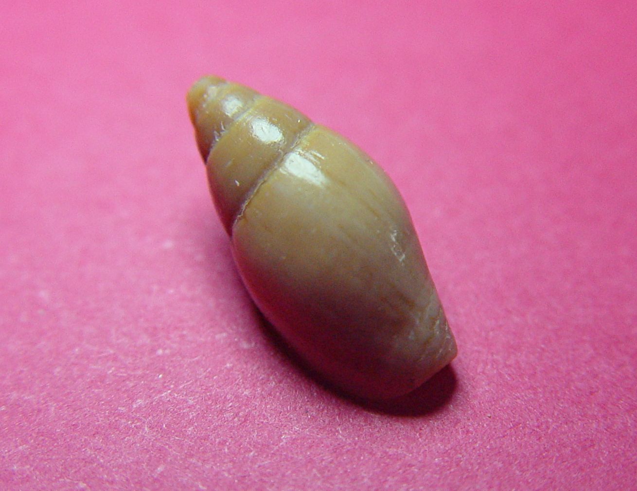 Mitra cornicula