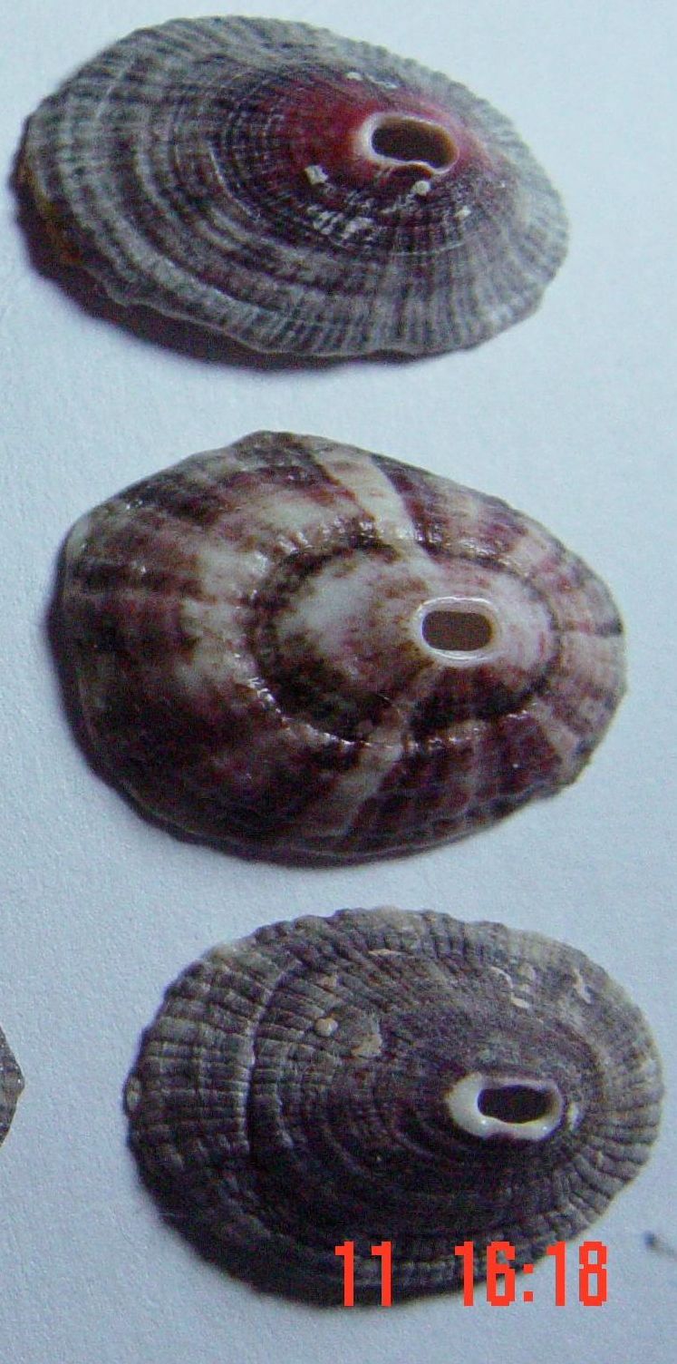 Fissurella nubecula