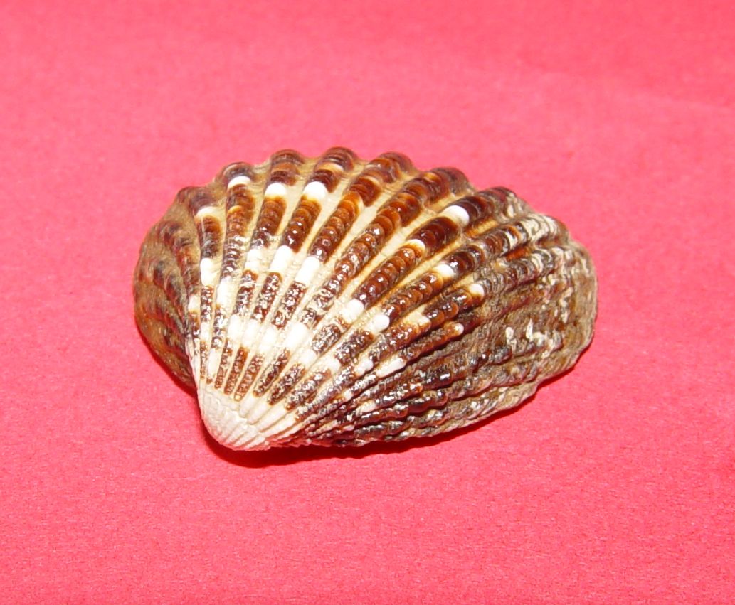 Venericardia antiquata