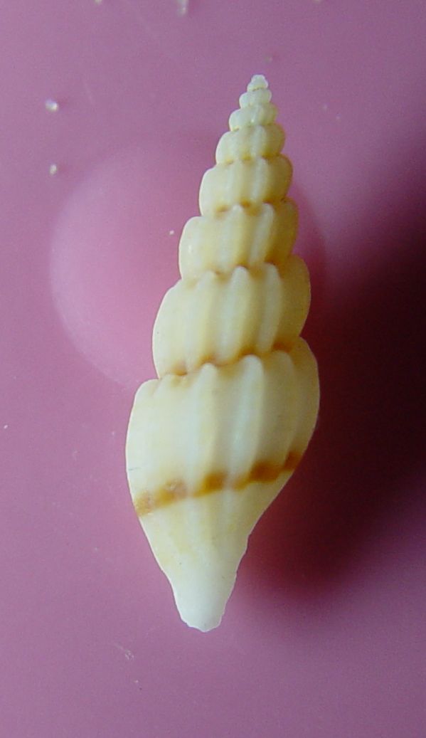 Mangelia costulata