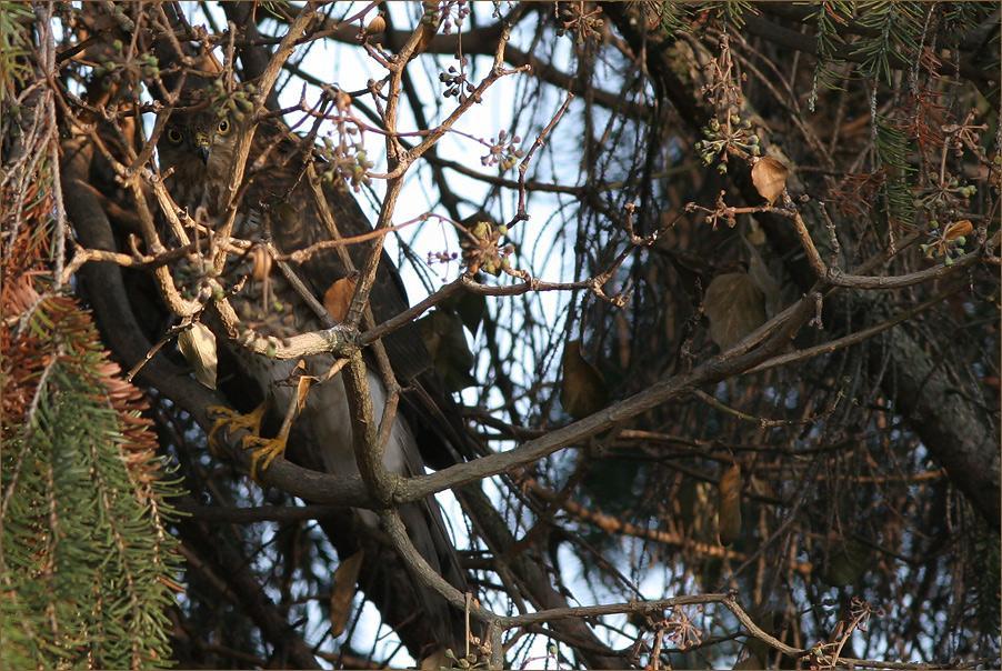 aiuto per identificazione rapace