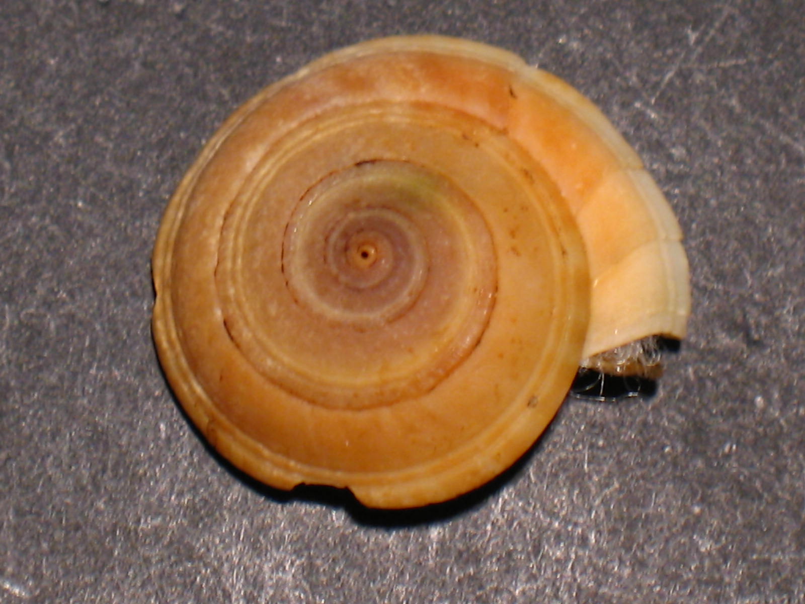 Basisulcata lepida (Bayer, 1942)