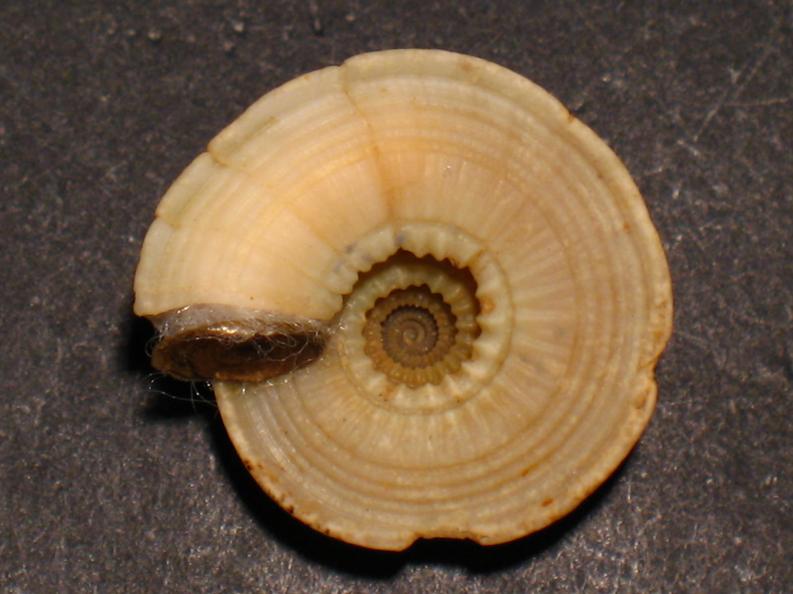 Basisulcata lepida (Bayer, 1942)