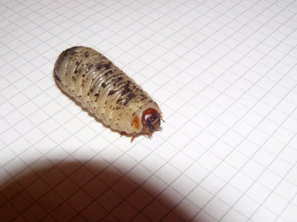 Larva di Cetoniidae:  cfr. Cetonischema aeruginosa