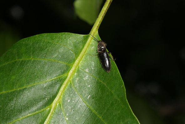 Lachnaia caprai e altri coleotteri