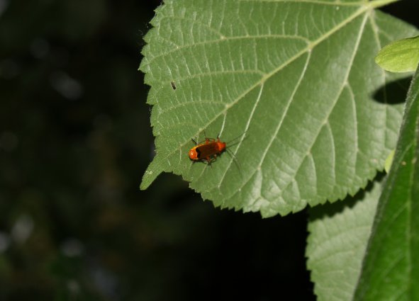 Lachnaia caprai e altri coleotteri