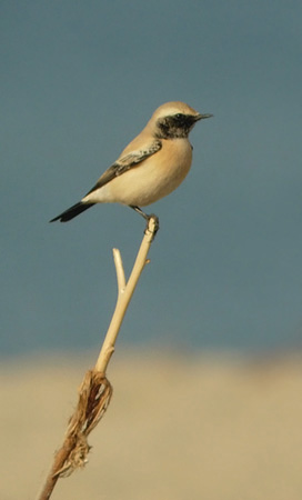 Monachella del deserto (Tunisia)