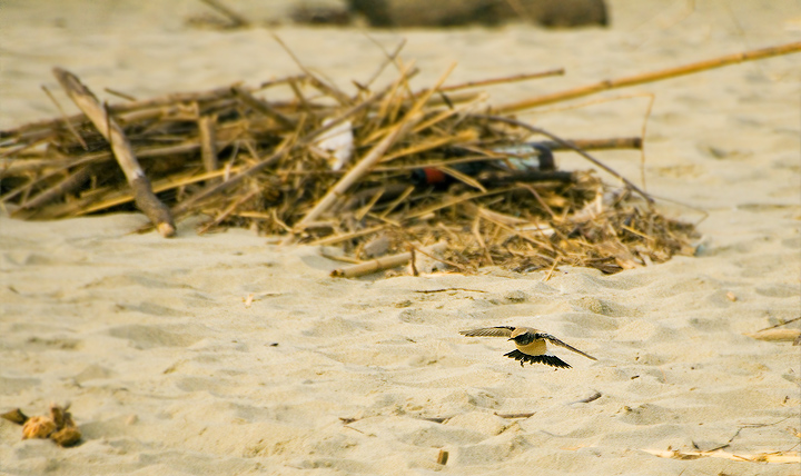 Monachella del deserto (Tunisia)