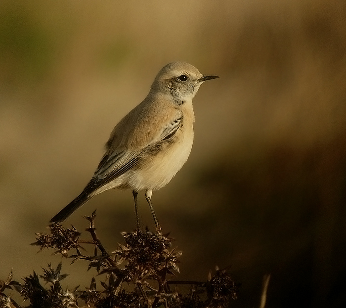 Monachella del deserto (Tunisia)