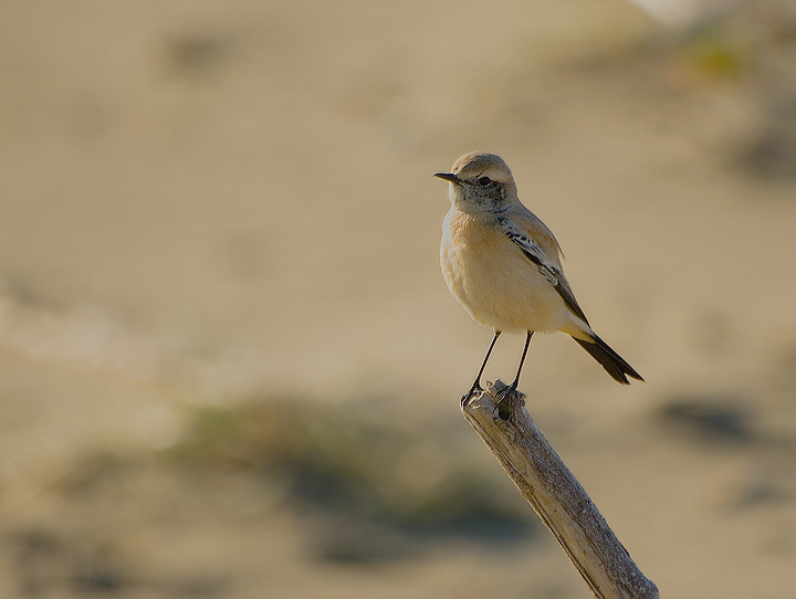 Monachella del deserto (Tunisia)