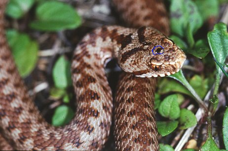 Vipera berus